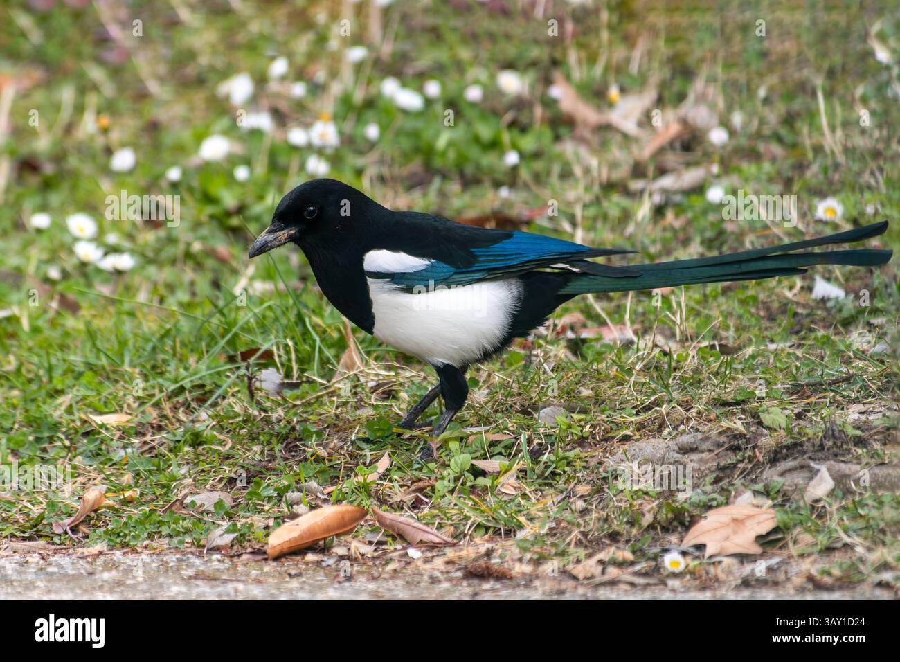 Eurasische Elster (Pica pica), die in grünem Gras auf der Suche ist, mit markantem schwarz-weißem Gefieder und langem Schwanz. Stockfoto