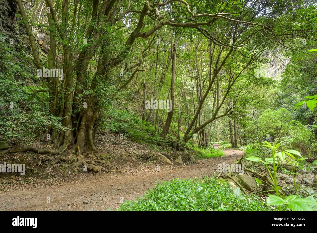 Wanderweg im Loorbeerwald Cubo de La Galga, La Palma, Spanien Stockfoto