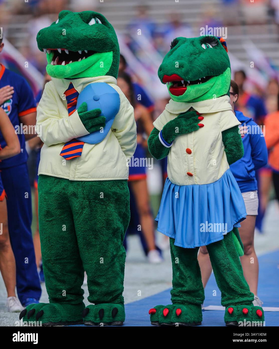12. November 2016: Albert E. Gator und Alberta Gator, die offiziellen Maskottchen der University of Florida, vor einem NCAA-Spiel von South Carolina gegen Florida an der University of Florida. Gary McCullough/CSM(Kreditbild: &Copy; Gary McCullough/CSM via ZUMA Wire) Stockfoto