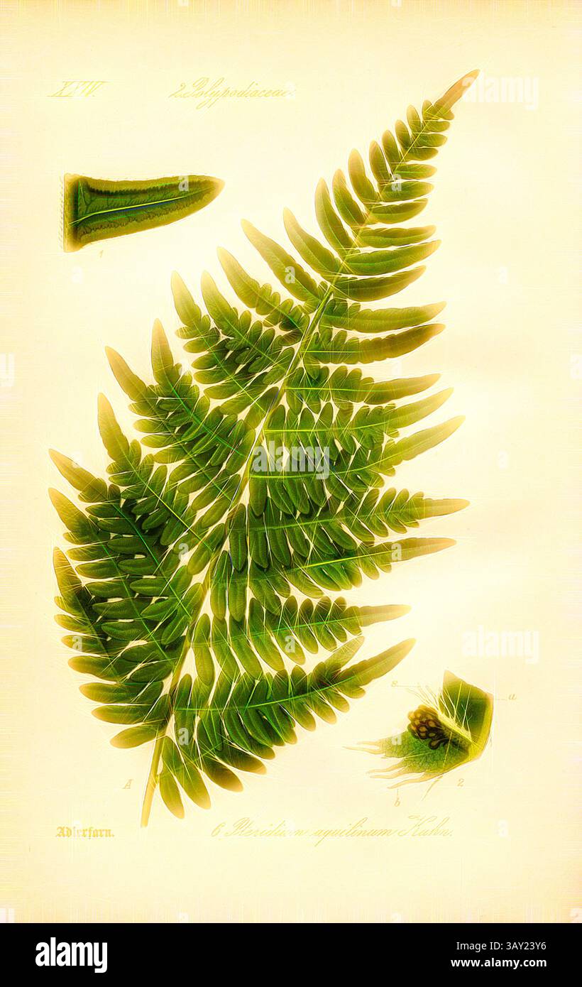 Eine komplizierte Illustration eines Farns mit detaillierten Wedeln und begleitenden botanischen Elementen, die die zarte Struktur und Schönheit des Pflanzenlebens zeigen., Adlerfarn, Pteridium aquilinum Kuhn - Bracken, Familie: 2. Polypodiaceae - Familie der gefleckten Pilze, pl. 6, nach S. 18 (Band 1), 1886, Otto Wilhelm Thomé: Prof. Dr. Thomés Flora von Deutschland, Österreich und der Schweiz in Wort und Bild. Gera-Untermhaus: Verlag von FR. Eugen Köhler, [1886]., Klassische Kunst mit modernem Twist von Artotop Stockfoto