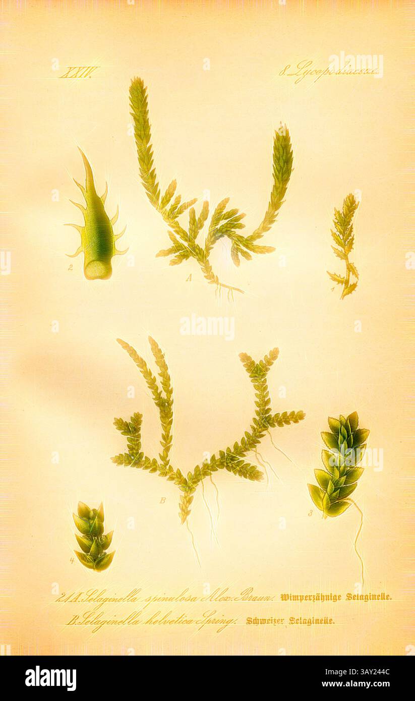 Eine Vintage-botanische Illustration, die verschiedene Arten von Algen zeigt, mit detaillierten Darstellungen einzigartiger Formen und Texturen, gekennzeichnet mit Buchstaben zur Identifizierung. Die zarte Komposition hebt die komplizierte Schönheit der Meeresflora hervor., Wimperzähnige Selaginelle und Schweizer Selaginelle, A: Selaginella spinulosa Alex., Braun - Wimper-zahned Selaginelle, B: Selaginella helvetica Spring - Swiss Selaginelle, Familie: 8. Lycopodiaceae - Familie Bärlapp, pl. 21, nach S. 54 (Band 1), 1886, Otto Wilhelm Thomé: Prof. Dr. Thomés Flora von Deutschland, Österreich und der Schweiz in Wort und Bild Stockfoto