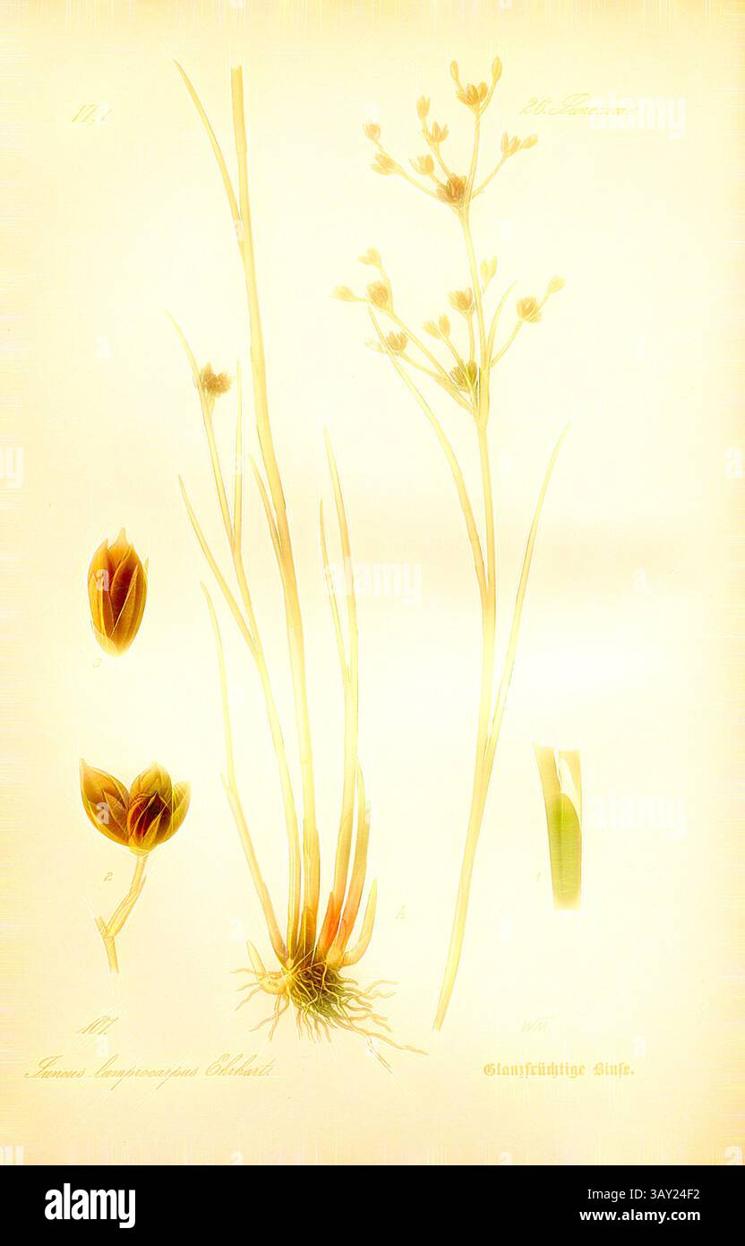 Eine botanische Illustration mit zarten Blüten und schlanken Stielen, ergänzt durch detaillierte Darstellungen von Knospen und Wurzeln, die die komplizierte Schönheit der Pflanzenstruktur veranschaulichen., Glanzfrüchtige Bank, Junus lamprocarpus Ehrhart - Brilliant Bulrush, Familie: 26. Juncaceae - Familie Rush, signiert: WM, Platte 107, nach S. 274 (Band 1), Müller, W., 1886, Otto Wilhelm Thomé: Prof. Dr. Thomés Flora von Deutschland, Österreich und der Schweiz in Wort und Bild. Gera-Untermhaus: Verlag von FR. Eugen Köhler, [1886]., Klassische Kunst mit modernem Twist von Artotop Stockfoto
