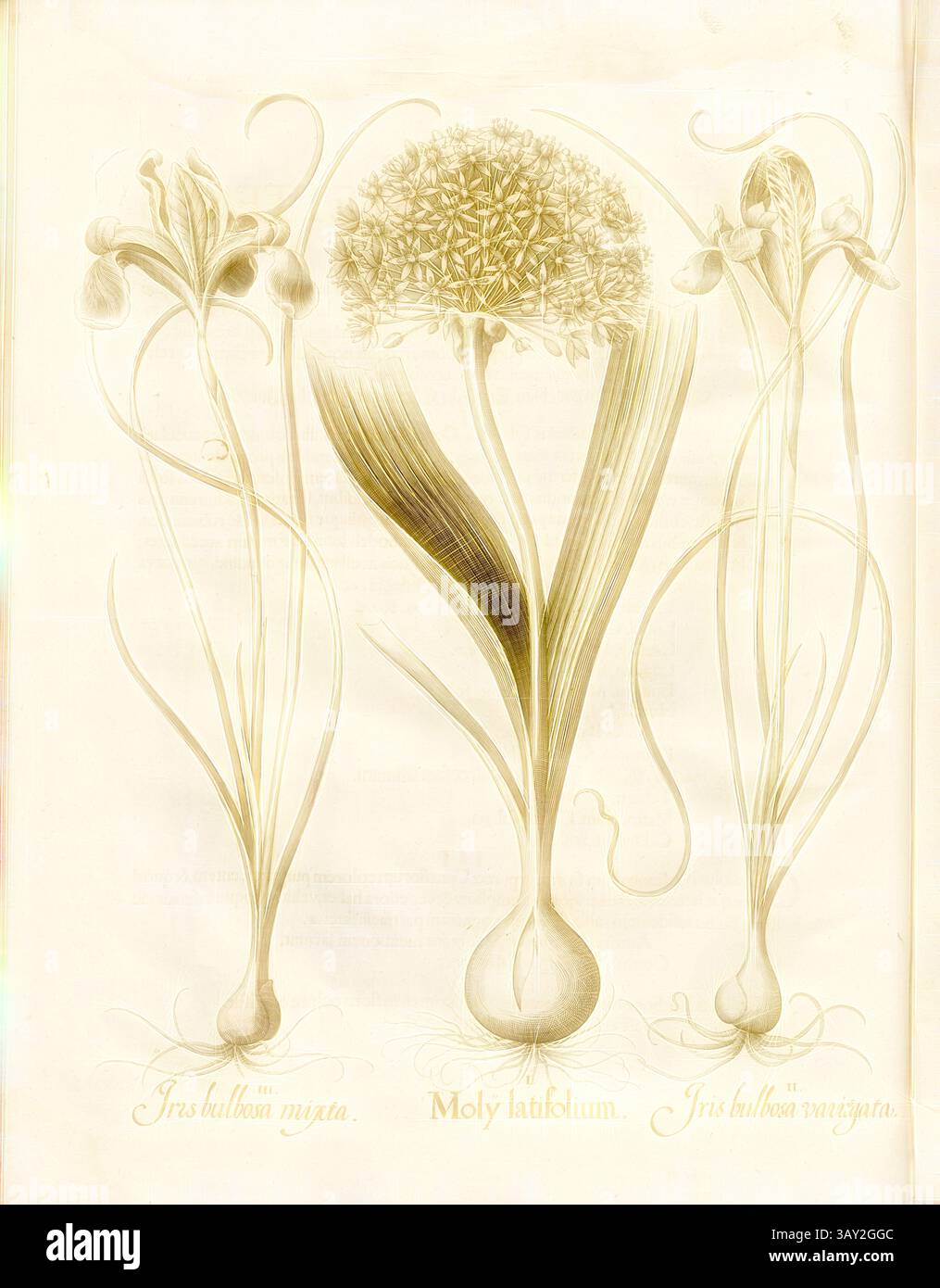 Eine detaillierte botanische Illustration mit drei verschiedenen blühenden Pflanzen, die jeweils mit ihren wissenschaftlichen Namen gekennzeichnet sind. Die linksgängige Pflanze zeigt schlanke Stämme und Knospen, die zentrale Pflanze hat eine runde Blütengruppe auf einem hohen Stiel, und die ganz rechts stehende Pflanze zeigt längliche Blätter, die von einer knollenförmigen Basis steigen., Iris bulbosa mixta, Moly latifolium, Iris bulbosa variegata, Iris bulbosa variegata, Iris, Kupferplatte, S. 444, Besler, Basilius; Jungermann, Ludwig, 1713, Basilius Besler: Hortus Eystettensis (...). Nürnberg, 1713, Klassische Kunst mit einem modernen Twist von Artotop neu gestaltet Stockfoto