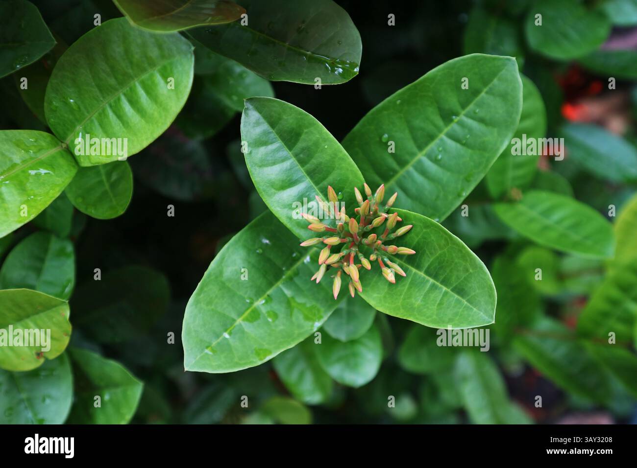 Nahaufnahme von Knospen und Laub der West Indian Jasmin Flower mit Tautropfen Stockfoto