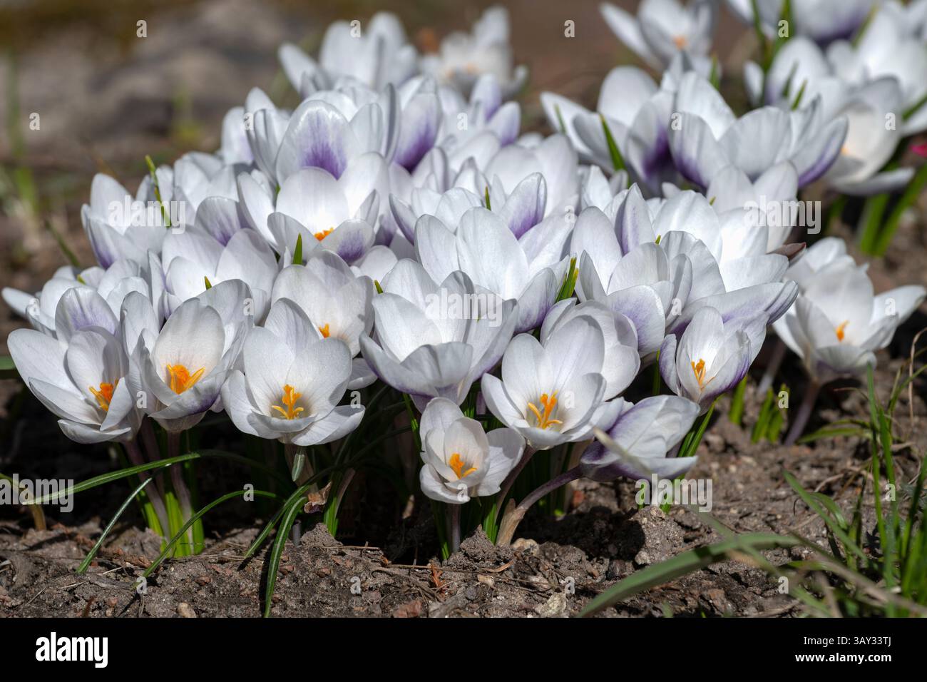Weiße Frühlingskrokusse (Crocus vernus) Stockfoto