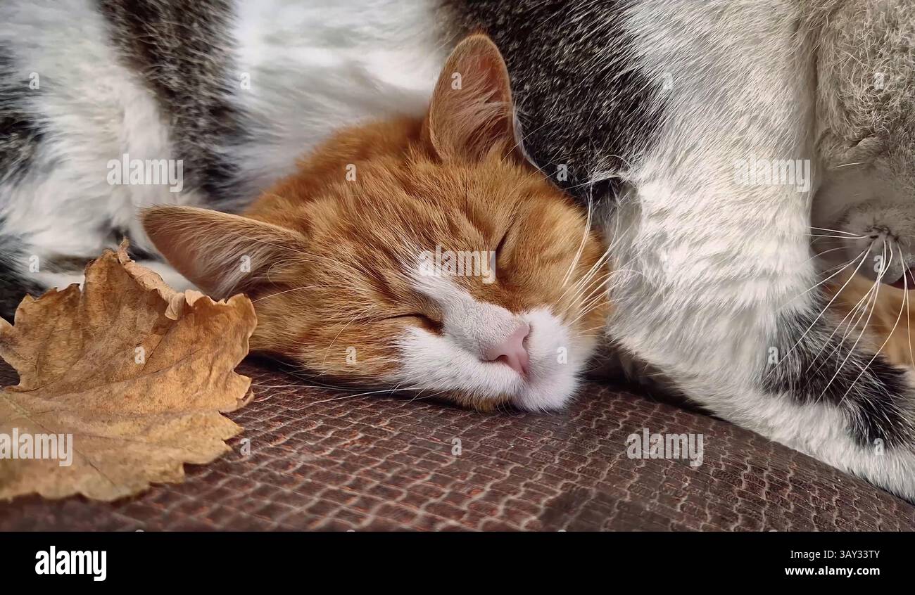 Zwei süße und lustige Tomcats schlafen draußen gemütlich zusammen Stockfoto