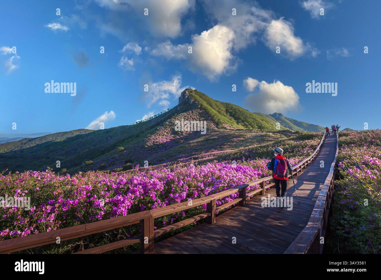 Blick auf die rosa Azaleen am Hwangmaesan Mountain mit dem Hintergrund der Bergkette in der Nähe von Hapcheon-Gun, Südkorea. Stockfoto