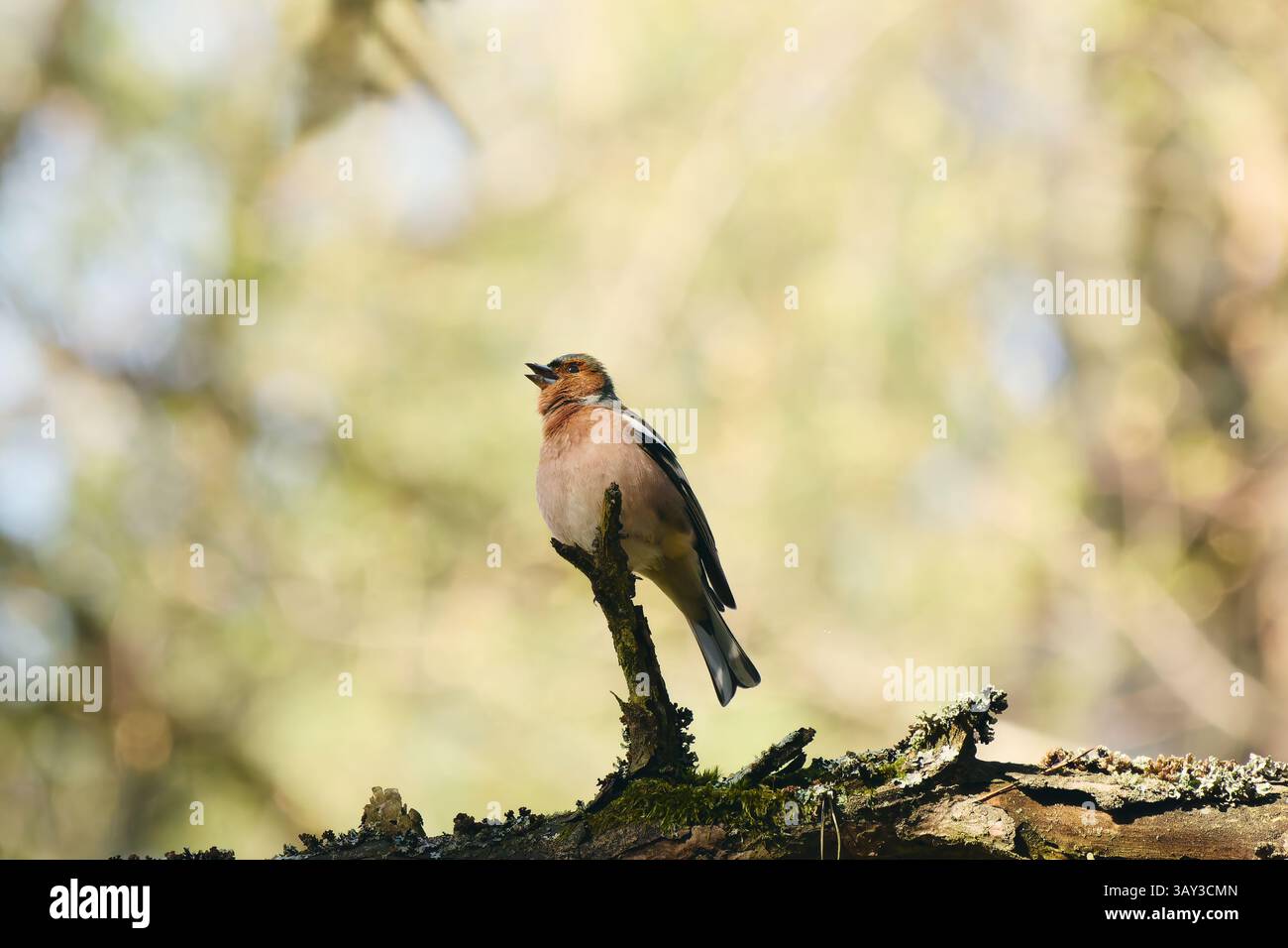 Kleiner eurasischer Buchhalmvogel, der auf einem Ast sitzt Stockfoto