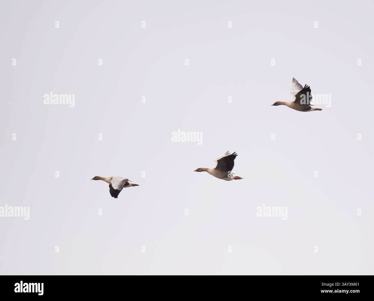 Eine Herde rosafarbener Gänse (Anser brachyrhynchus), die im Frühjahr fliegen. Stockfoto