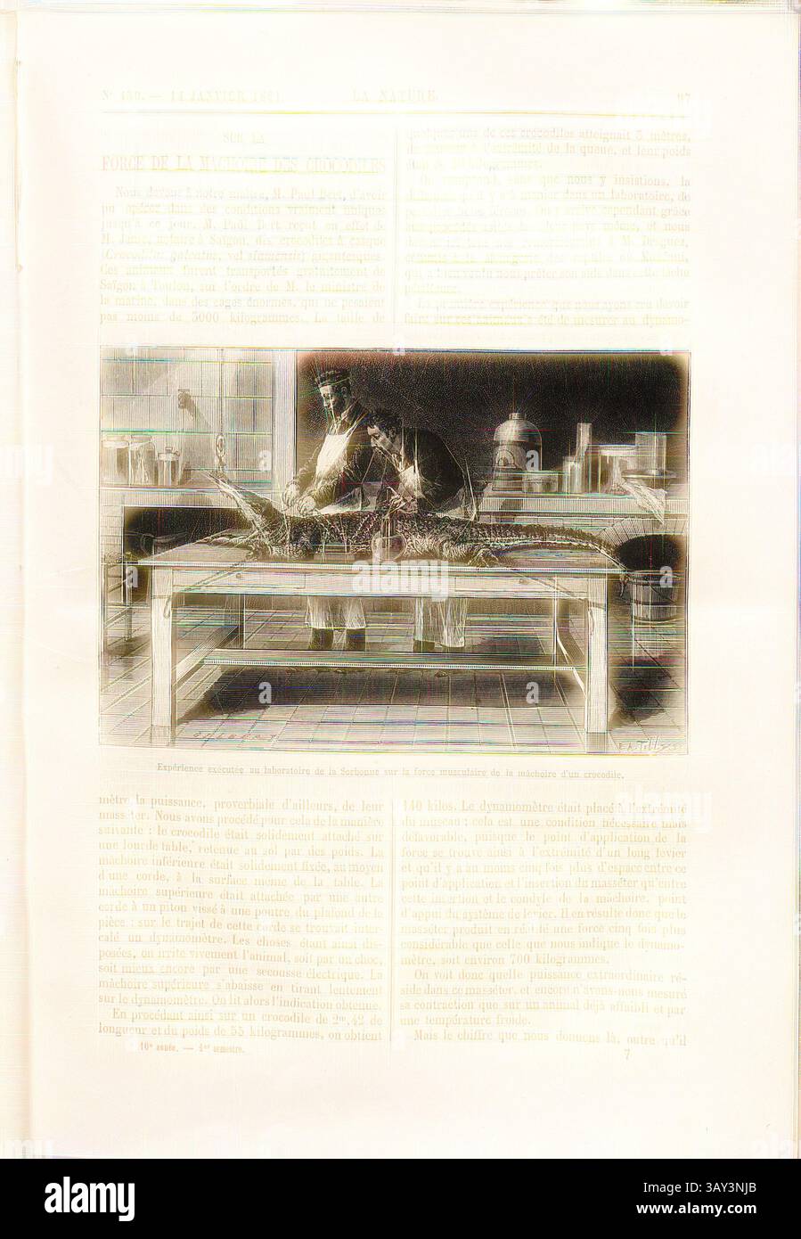 Eine Szene, die einen akribischen Fischhändler bei der Arbeit zeigt, der gekonnt frisch gefangenen Fisch auf einem Holztisch zubereitete, umgeben von verschiedenen Werkzeugen und Behältern. Die Atmosphäre vermittelt ein Gefühl von Hingabe und Kunstfertigkeit im Handwerk der Fischzubereitung., Experiment im Labor der Sorbonne zur Muskelkraft des Kiefergelenkes eines Krokodils, Tierexperiment zur Kraft der Wangenmuskulatur des Krokodils an der Sorbonne, signiert: Gilbert; ?, A. Tilly, S. 97, Gilbert (fec.); Tilly, Auguste (sc.), 1882, Science progrès découverte: revue publiée avec la Participation de la Société des Ingénieu Stockfoto
