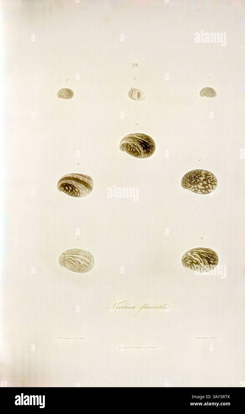 Eine Sammlung verschiedener Muscheln, die vor hellem Hintergrund präsentiert werden und ihre einzigartigen Formen und komplizierten Oberflächenmuster zeigen. Jede Schale wird sorgfältig gerendert, um ihre Besonderheiten hervorzuheben, wobei zarte Details ihre natürliche Schönheit betonen., Neritina fluviatilis, Schneckenart, signiert: W. Hartmann ad nat., pinx, C. Burkhardt Skulpturen, gedruckt von J. B. Scherrer, 39, nach S. 227, Hartmann, Wilhelm (ad nat.). pinx.); Burkhardt, Kaspar (sc.); Scherrer, J. B. (Imp.); Scheitlin & Zollikofer (Hrsg.), 1844, Wilhelm Hartmann: ERD- und Süsswasser-Gasteropoden der Schweiz: mit Zugab Stockfoto