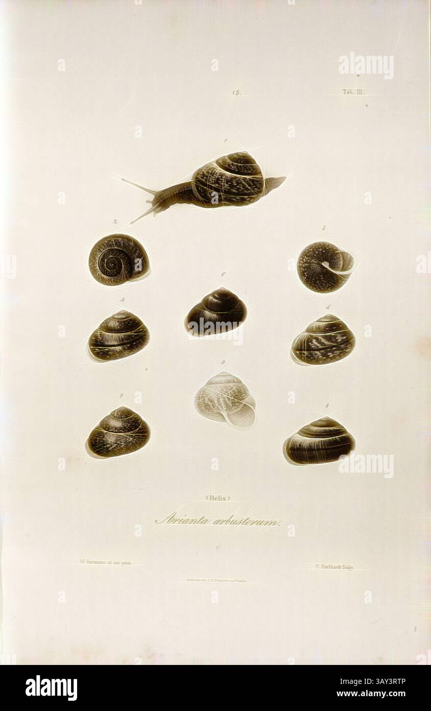 Es wird eine Sammlung verschiedener Schneckenarten gezeigt, die ihre einzigartigen Schalenformen und komplizierten Muster zeigen. Jedes Exemplar ist nummeriert und zur Untersuchung angeordnet, wobei die verschiedenen Formen innerhalb der Art hervorgehoben werden., Arianta ihrer Helix, Schneckenart, signiert: W. Hartmann ad nat., pinx, C. Burckardt Sculps, gedruckt von J. B. Scherrer, Tab. III, 15, nach S. 227, Hartmann, Wilhelm (ad. nat. pinx.); Burkhardt, Kaspar (sc.); Scherrer, J. B. (Imp.); Scheitlin & Zollikofer (Hrsg.), 1844, Wilhelm Hartmann: ERD- und Süsswasser-Gasteropoden der Schweiz: mit Zugabe einiger merkwürdiger exotischer Arten. Stockfoto