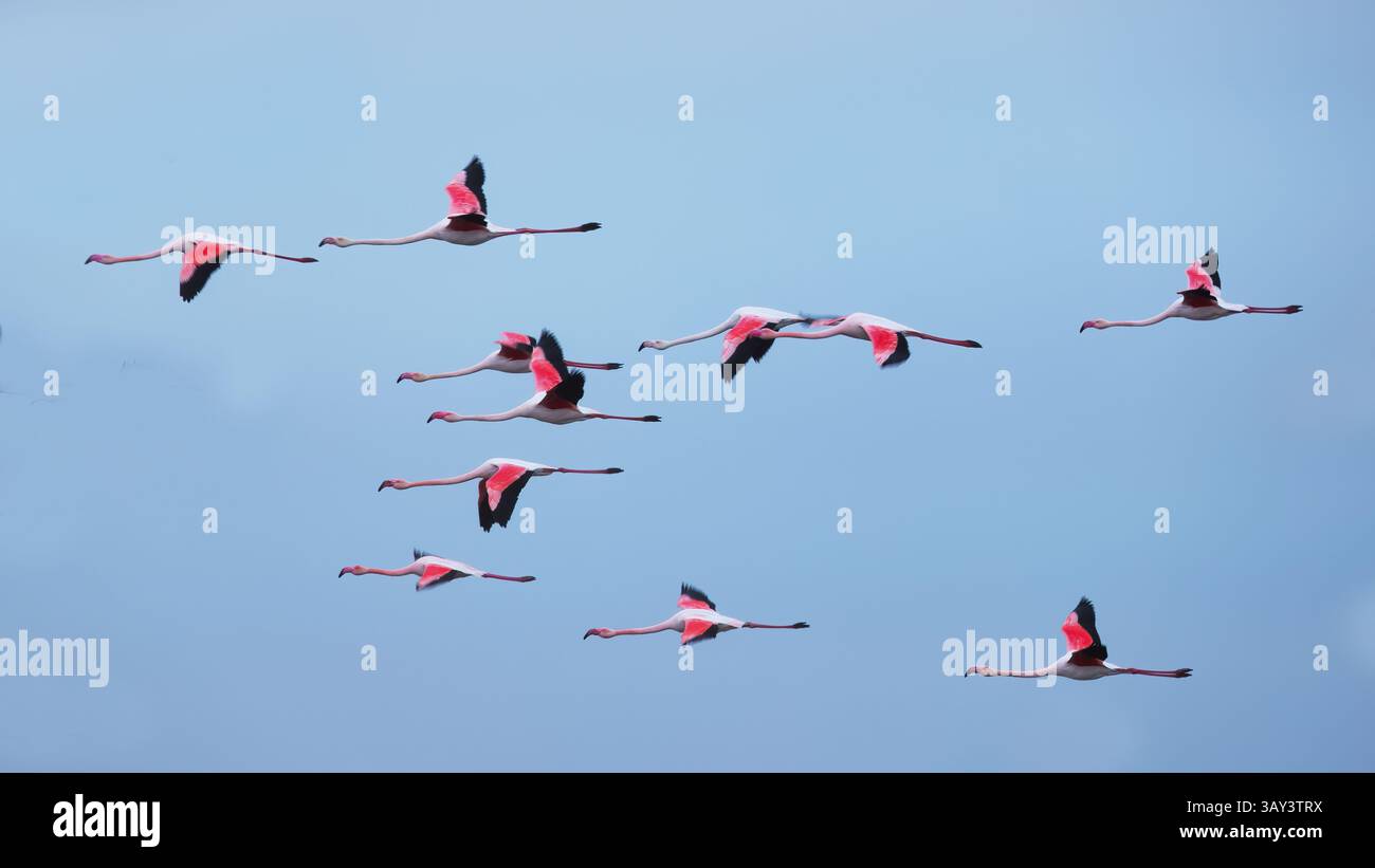 Eine Schar anmutiger rosafarbener Flamingos schwingt durch den klaren blauen Himmel über Villafranca de los Caballeros, Spanien, und zeigt ihre leuchtend rosa Federn Stockfoto