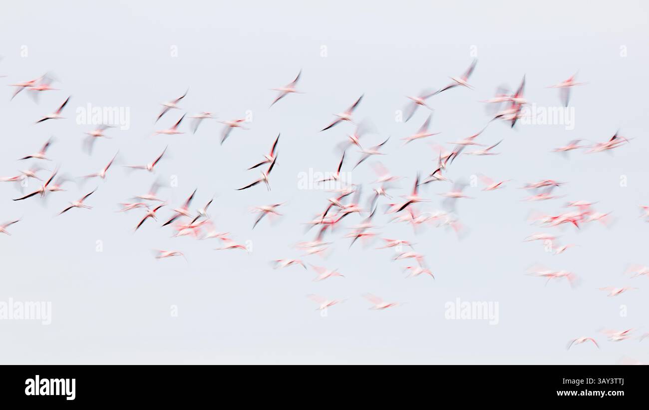 Eine unscharfe Schar rosafarbener Flamingos schwebt anmutig über den Himmel von Villafranca de los Caballeros, Spanien, und schafft ein faszinierendes Schauspiel rosafarbener Agagi Stockfoto