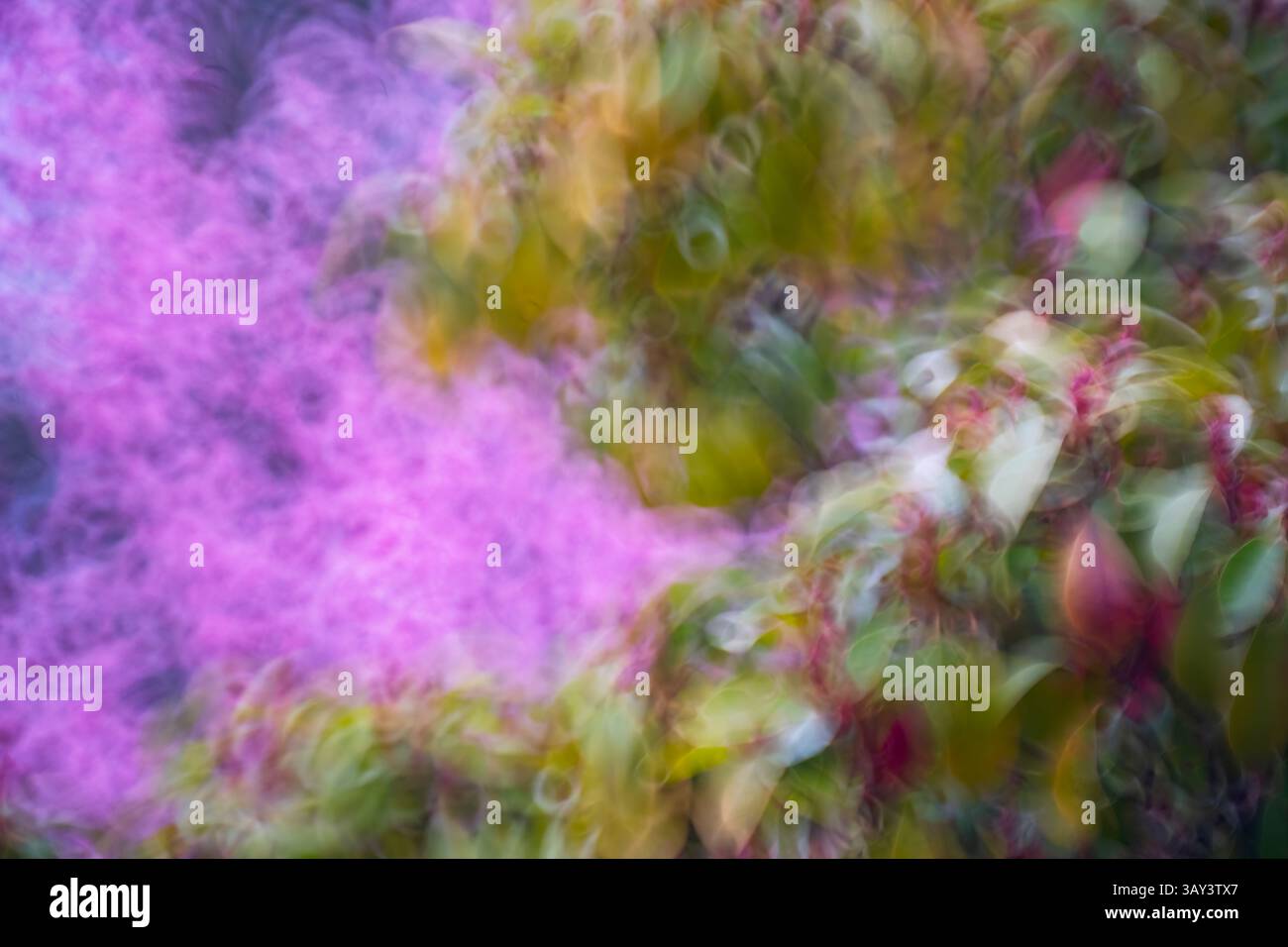 Ein lebendiges, abstraktes Bild, das die wirbelnde Bewegung der Kirschblüten erfasst und Rosa- und Grüntöne zu einer traumhaften Szene verschmilzt. Stockfoto