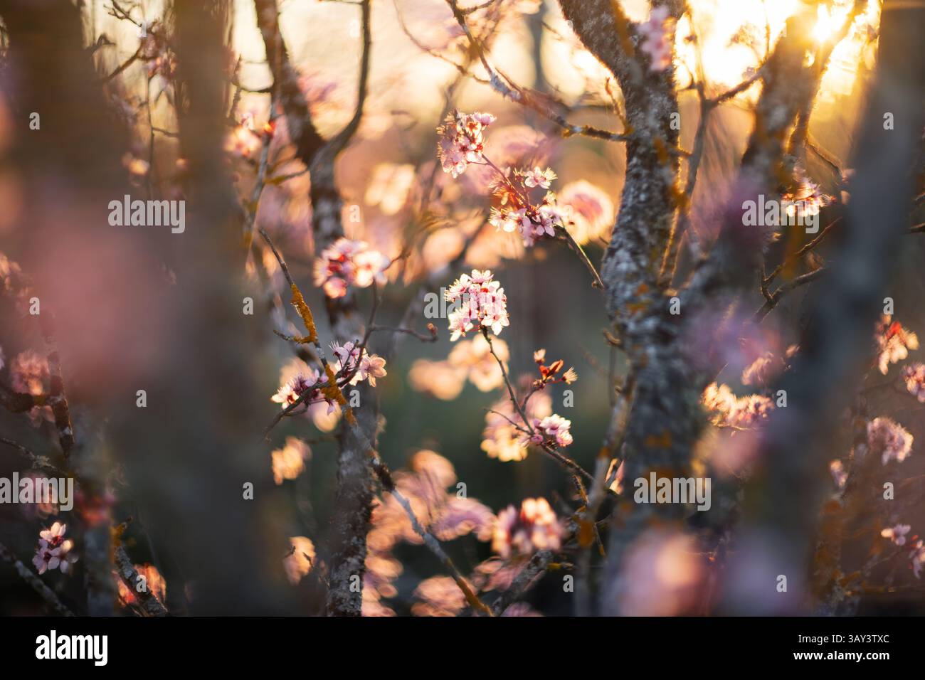 Kirschblüten fangen das warme Leuchten der Abendsonne und schaffen eine traumhafte und ätherische Atmosphäre im Hintergrund mit weichem Fokus. Stockfoto