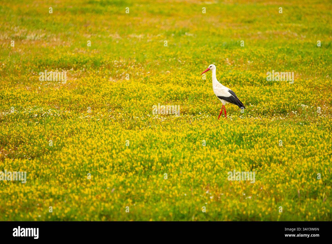 Ein Weißstorch, Ciconia ciconia, steht anmutig inmitten eines üppigen Feldes, das mit hellgelben Blumen bedeckt ist und die Schönheit des Frühlings unterstreicht. Stockfoto