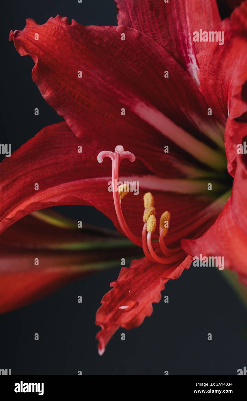 Eine exquisite Nahaufnahme einer markanten roten amaryllis-Blume, die ihre reichhaltigen Texturen und lebendigen Farbtöne vor dunklem Hintergrund unterstreicht. Stockfoto