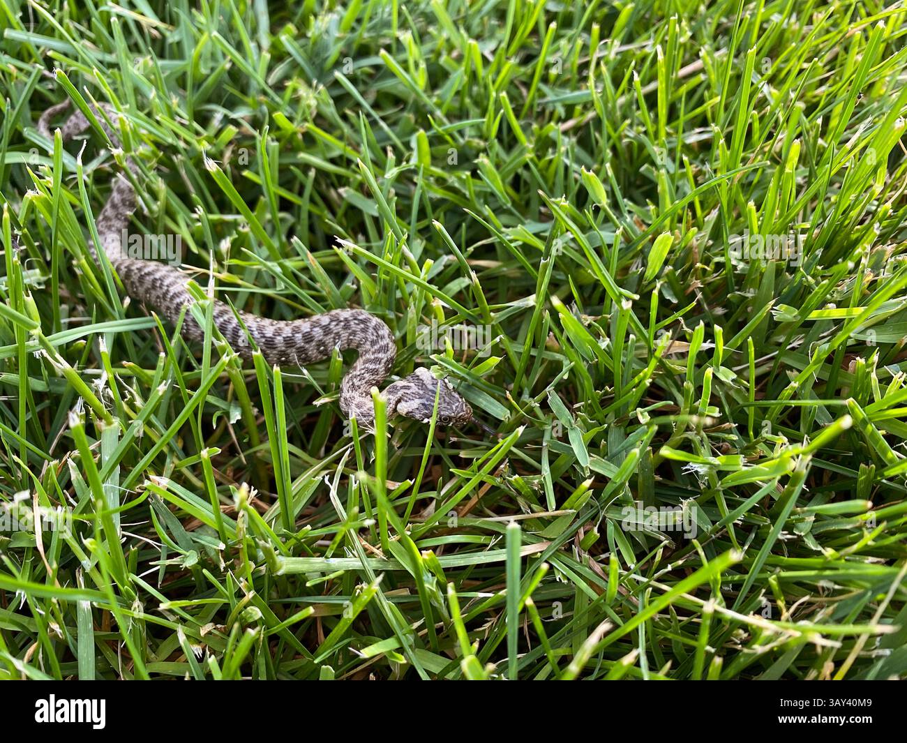 Nahaufnahme eines Heterodon nasicus, der durch das grüne Gras schlängelt. Das detaillierte Muster der Viper und der natürliche Lebensraum sorgen für einen optisch beeindruckenden im Stockfoto