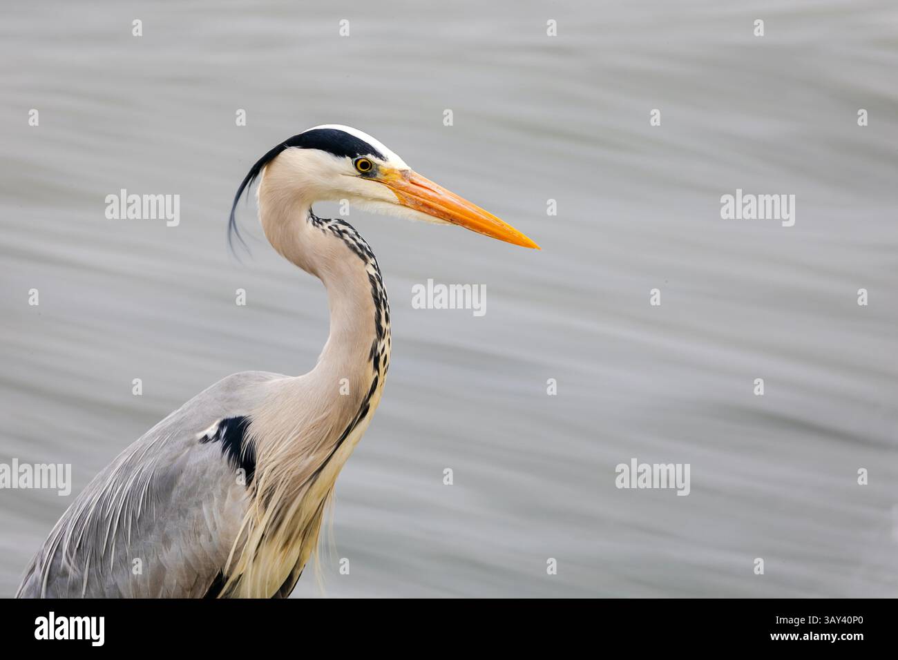 Ein anmutiger grauer Reiher steht am Flussufer, dessen schlanke Silhouette im Kontrast zu einem verschwommenen Wasserhintergrund steht. Der scharfe orangene Schnabel des Reihers und d Stockfoto
