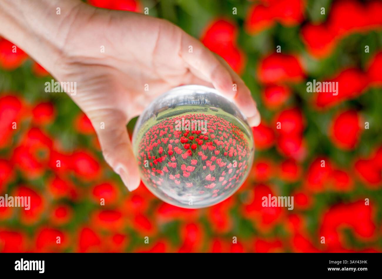 Ein faszinierender Blick auf leuchtend rote Tulpen, die durch eine Glaskugel erfasst werden, zeigt die Schönheit der Natur mit einer einzigartigen Perspektive und schafft eine faszinierende Atmosphäre Stockfoto