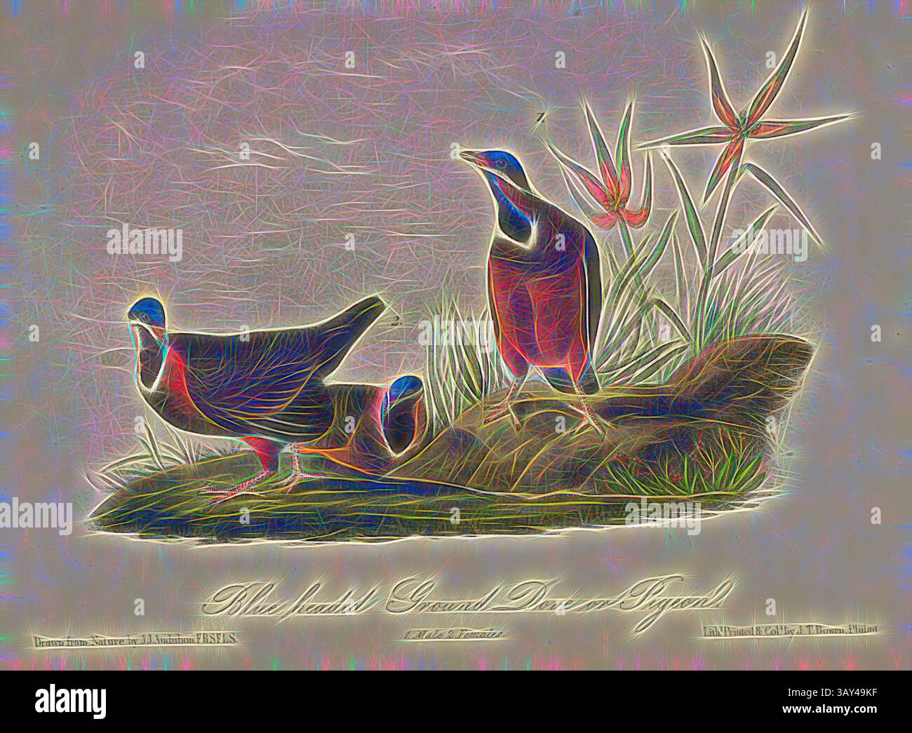 Zwei elegant gestaltete Erdtauben stehen auf einem Felsen, umgeben von leuchtenden Blumen. Mit komplexen Mustern und Farben verbindet die Szene eine natürliche Umgebung mit künstlerischem Flair und unterstreicht die Schönheit dieser Vögel in ihrem Lebensraum., Blaukopftaube oder Taube, Kubataube (Starnoenas cyanocephala), signiert: J.J. Audubon, J.T. Bowen, Lithograph, Pl. 284 (Band 5), Audubon, John James (gezeichnet); Bowen, J. T. (lith.), 1856: John James Audubon: the Birds of America: aus Zeichnungen in den Vereinigten Staaten und ihren Territorien. New York: Audubon, 1856, Klassische Kunst mit modernem Touch Stockfoto