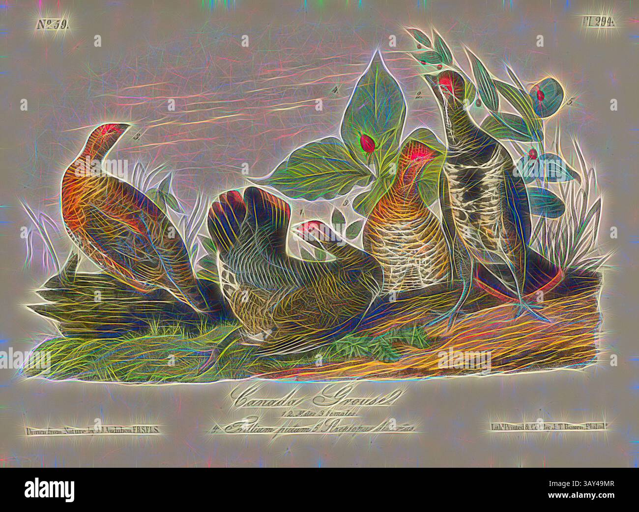 Eine Gruppe von Kanadas ist in üppigem Grün dargestellt, die ihre komplizierten Federmuster und ihr lebendiges Gefieder zeigt. Die Szene fängt die natürliche Schönheit und Eleganz dieser Vögel in einem ruhigen Lebensraum ein., Canada Grouse, Fir Grouse (Falcipennis canadensis, Tetrao canadensis), signiert: J.J. Audubon, J.T. Bowen, Lithograph, Pl. 294 (Band 5), Audubon, John James (gezeichnet); Bowen, J. T. (lith.), 1856: John James Audubon: the Birds of America: aus Zeichnungen in den Vereinigten Staaten und ihren Territorien. New York: Audubon, 1856, Klassische Kunst mit modernem Touch, neu interpretiert von Artotop Stockfoto