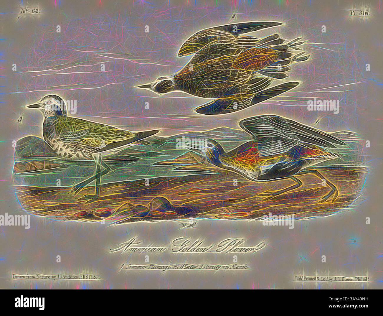 Drei American Golden Plovers werden in dynamischen Posen dargestellt, die ihr charakteristisches Gefieder und ihren anmutigen Flug zeigen. Die Szene fängt eine ruhige Landschaft ein, die die Schönheit dieser Zugvögel in ihrem natürlichen Lebensraum unterstreicht. American Golden Plover, American Golden Ringworm (pluvialis dominica, Charadrius marmoratus), signiert: J.J. Audubon, J.T. Bowen, Lithograph, Pl. 316 (Band 5), Audubon, John James (gezeichnet); Bowen, J. T. (lith.), 1856: John James Audubon: the Birds of America: aus Zeichnungen in den Vereinigten Staaten und ihren Territorien. New York: Audubon, 1856, Klassische Kunst mit Moderne Stockfoto