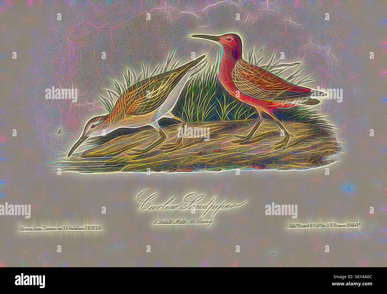 Zwei elegante Vögel stehen in einer natürlichen Umgebung, einer ist auf der Suche nach Nahrung, während der andere hoch in der Nähe steht. Die Umgebung ist üppiges Grün, das eine ruhige Atmosphäre schafft. Das künstlerische Design verleiht einen lebendigen Touch und unterstreicht die zarten Merkmale und die gesamte Szene., Curlew Sandpiper, Sickled Sandpiper (Calidris ferruginea, Tringa subarquata), signiert: J.J. Audubon, J.T. Bowen, Lithograph, Pl. 333 (Band 5), Audubon, John James (gezeichnet); Bowen, J. T. (lith.), 1856: John James Audubon: the Birds of America: aus Zeichnungen in den Vereinigten Staaten und ihren Territorien. New York: Audubon Stockfoto