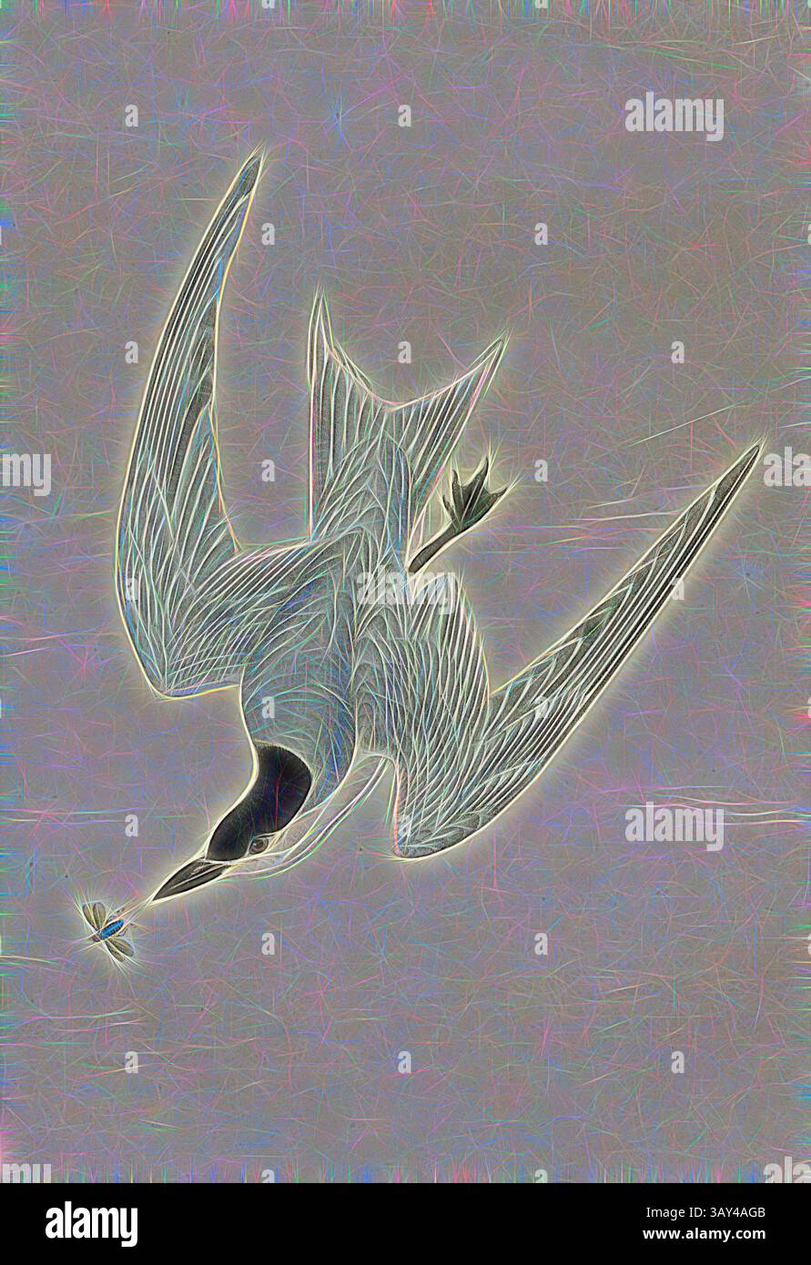 Ein Vogel in der Mitte des Fluges, anmutig mit ausgestreckten Flügeln, taucht auf ein empfindliches Objekt darunter und fängt einen Moment der Eleganz und des Fokus in der Natur ein., Möwenschnabel-Tern-Sumpfteern, Lachsseern (Gelochelidon nilotica, Sterna anglica), signiert: J.J. Audubon, J.T. Bowen, Lithograph, Pl. 430 (Vol. 7), Audubon, John James (gezeichnet); Bowen, J. T. (lith.), 1856: John James Audubon: the Birds of America: aus Zeichnungen in den Vereinigten Staaten und ihren Territorien. New York: Audubon, 1856, Klassische Kunst mit modernem Touch, neu interpretiert von Artotop Stockfoto