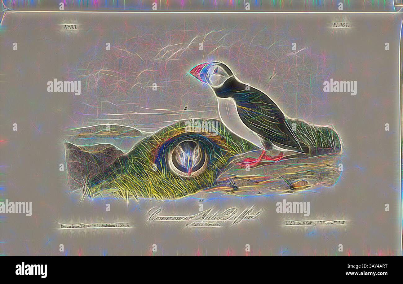 Ein lebendiger Papageientaucher steht auf einer felsigen Oberfläche, mit einem auffälligen Auge, das teilweise im Hintergrund sichtbar ist, was einen fesselnden Kontrast zwischen dem Vogel und seiner Umgebung schafft., gemeiner oder arktischer Puffin, Puffin? (Fratercula arctica ?, Mormon arcticus), signiert: J.J. Audubon, J.T. Bowen, Lithograph, PL. 464 (Vol. 7), Audubon, John James (gezeichnet); Bowen, J. T. (lith.), 1856: John James Audubon: the Birds of America: aus Zeichnungen in den Vereinigten Staaten und ihren Territorien. New York: Audubon, 1856, Klassische Kunst mit modernem Touch, neu interpretiert von Artotop Stockfoto