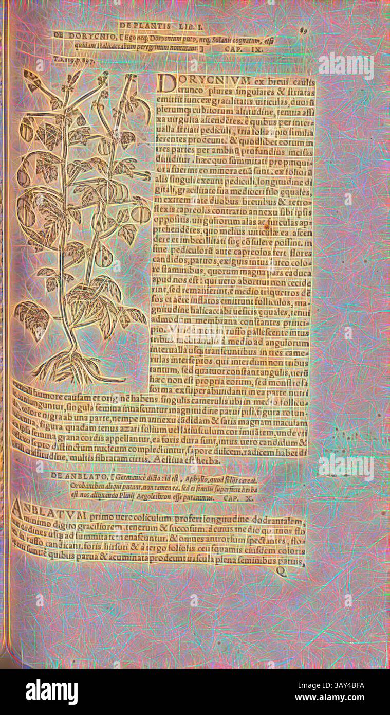 Eine kunstvolle botanische Illustration einer Pflanze, begleitet von ausführlichem lateinischen Text, der ihre Eigenschaften und Verwendungen beschreibt. Das Layout spiegelt klassische Typografie und komplizierte Linienarbeiten wider, die typisch für historische Kräutertexte sind und die Beziehung zwischen visueller Darstellung und geschriebenem Wort betonen., dorycnium, Illustration einer Bäckerei aus dem 16. Jahrhundert, Abb. 8, S. 89r, 1561, Valerius Cordus, Konrad Gessner, Benedictus Aretius, Pedanius Dioscorides: in hoc volumine continentur Valerii Cordi Simesusii annotationes in Pedacii Dioscoridis Anazarbei de medica materia libros V Stockfoto