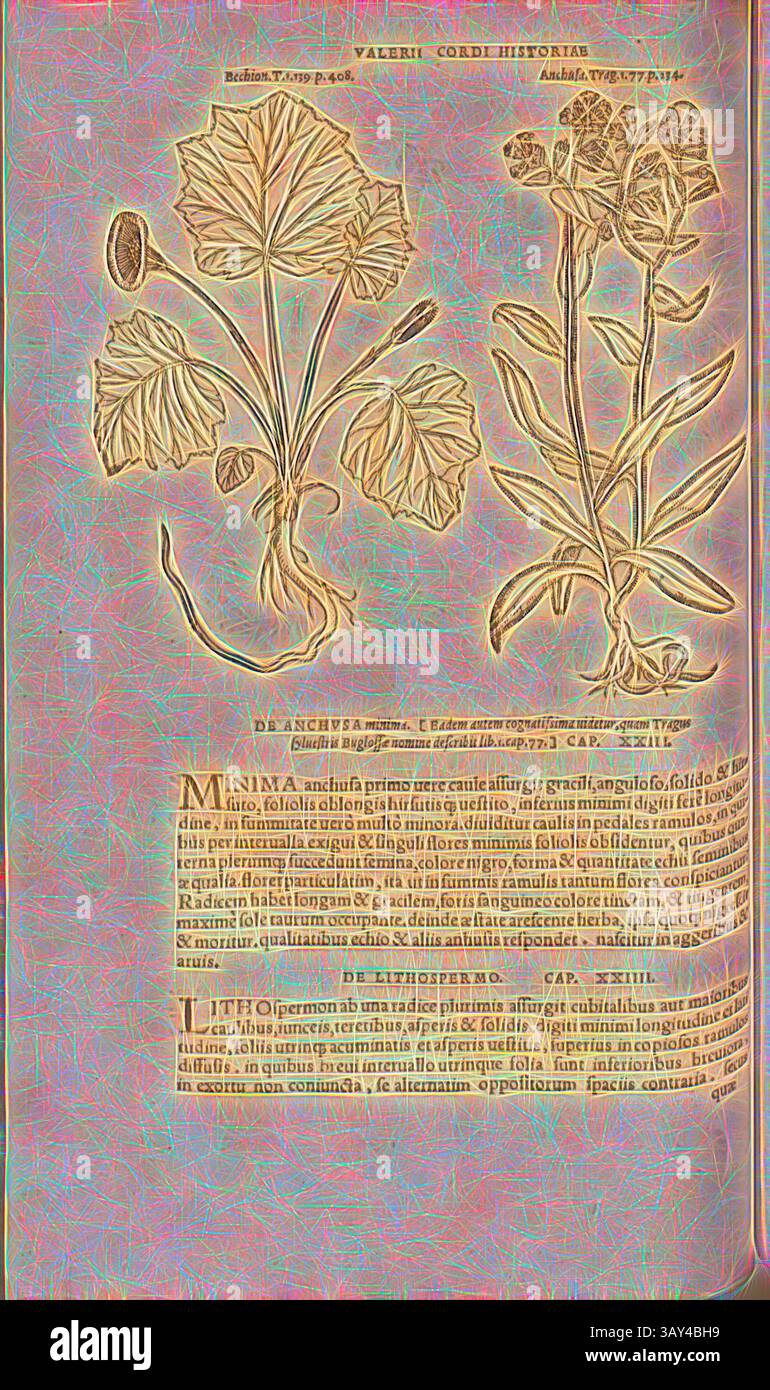 Eine Abbildung mit zwei botanischen Exemplaren, die jeweils mit detaillierten Beschreibungen versehen sind. Die linke Pflanze hat breite Blätter und eine einzelne Blüte, während die rechte über schlanke Stiele mit kleinen Blüten verfügt. Unterhalb der Abbildung werden die Merkmale und Verwendungen der Pflanzen erläutert., Bechion, Anchusa, Abbildung eines Huffüßes und einer Ochsenzunge aus dem 16. Jahrhundert, Abb. 16, S. 93v, 1561, Valerius Cordus, Konrad Gessner, Benedictus Aretius, Pedanius Dioscorides: in hoc volumine Continentur Valerii Cordi Simesusii annotationes in Pedacii Dioscoridis Anazarbei de medica Stockfoto