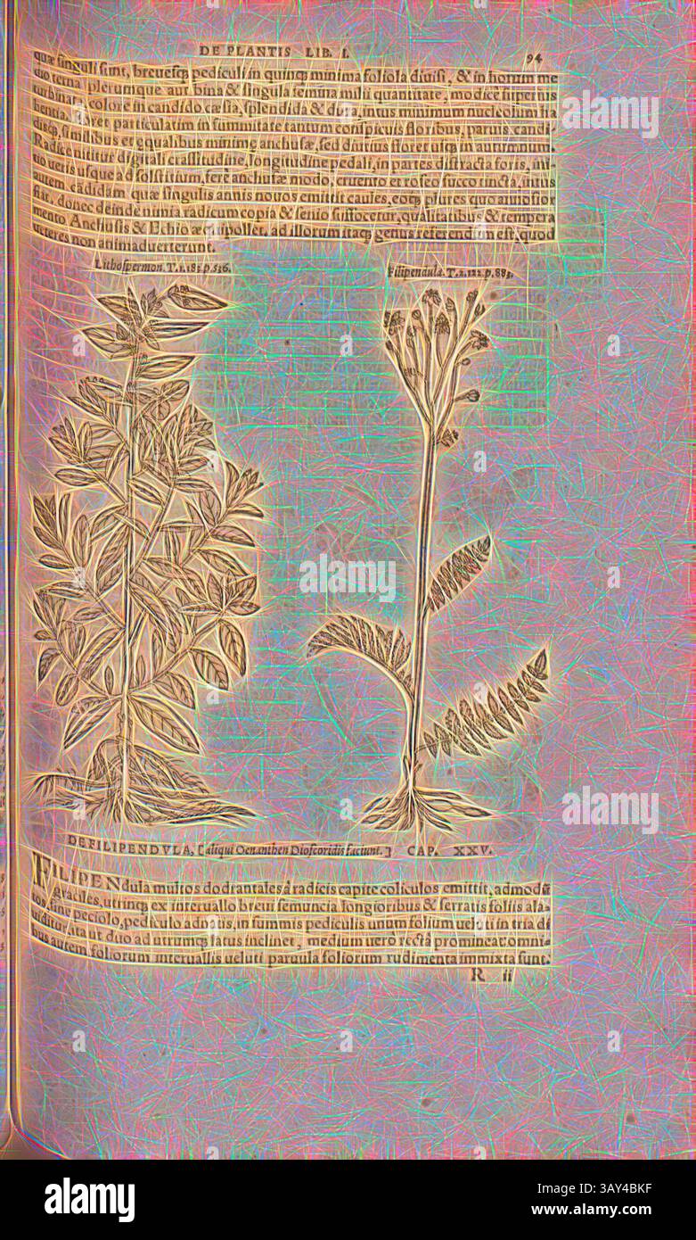 Eine antike botanische Illustration mit zwei detaillierten Pflanzen, begleitet von beschreibendem Text in einer klassischen Schrift. Die Pflanzen sind mit komplizierten Linien dargestellt, die ihre Blätter und Blüten zeigen. Lithospermon, Filipendula, Illustration einer Pflanze aus der Familie der Steinsamen und einer Madesus aus dem 16. Jahrhundert, Abb. 17, S. 93v, 1561, Valerius Cordus, Konrad Gessner, Benedictus Aretius, Pedanius Dioscorides: in hoc volumine Continentur Valerii Cordi Simesusii annotationes in Pedacii Dioscoridis Anazarbei de medica materia libros V. [...]. Argentorati: Excudebat Josias Rihelius 1561, Klassische Kunst Stockfoto