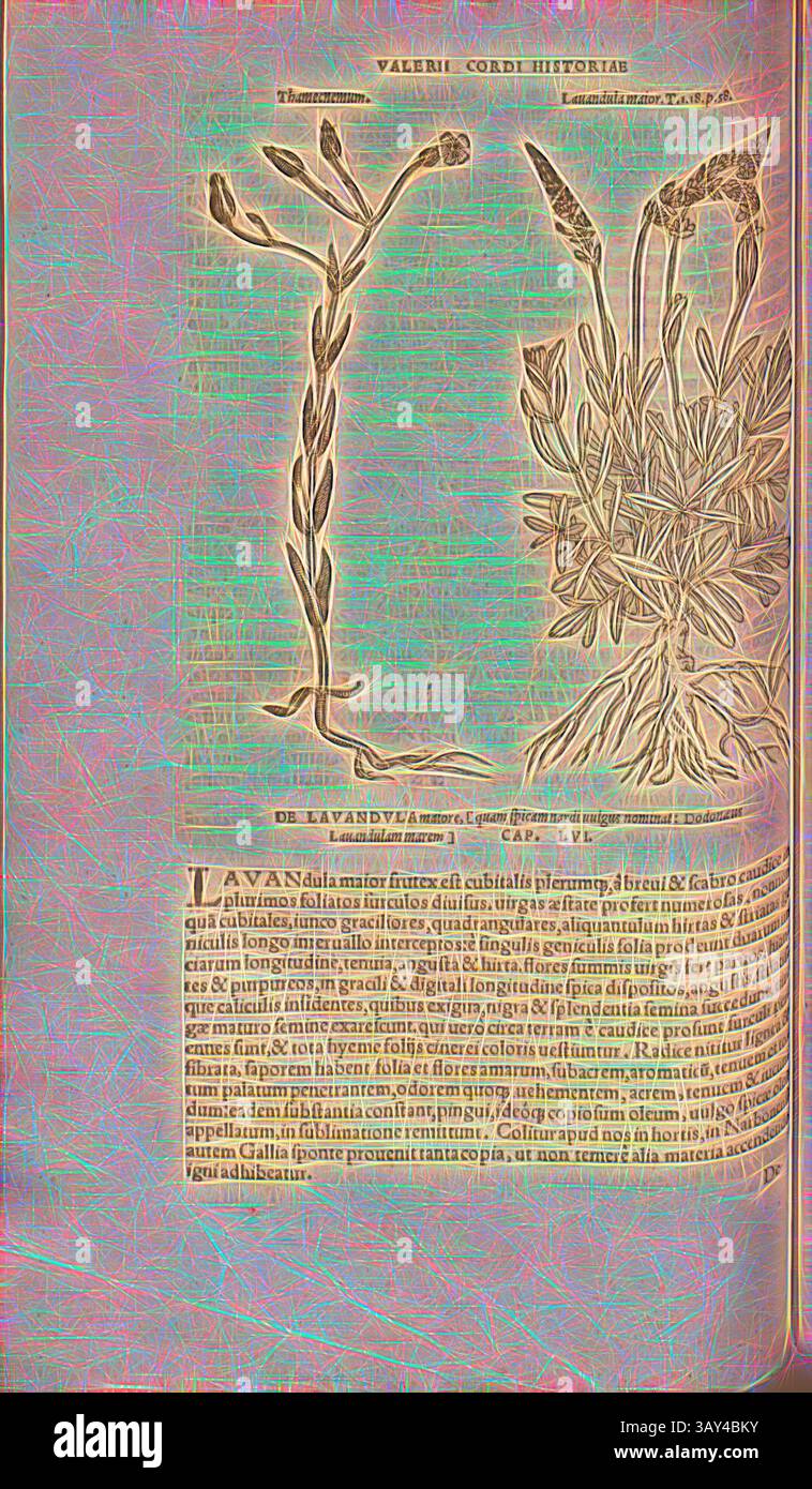 Eine illustrierte botanische Referenz mit detaillierten Darstellungen von Lavendelpflanzen und einem beschreibenden Text über ihre Qualitäten und Verwendungen in der Geschichte. Der Text ist verziert und betont die Bedeutung des Lavendels in verschiedenen Zusammenhängen., Thamecnemum, Lavendula Greater, Illustration einer Pflanze namens Thamecnemum und eines Lavendels aus dem 16. Jahrhundert, Abb. 36, S. 104v, 1561, Valerius Cordus, Konrad Gessner, Benedictus Aretius, Pedanius Dioscorides: in hoc volumine Continentur Valerii Cordi Simesusii annotationes in Pedacii Dioscoridis Anazarbei de medica materia libros V. [...]. Argentorati Stockfoto