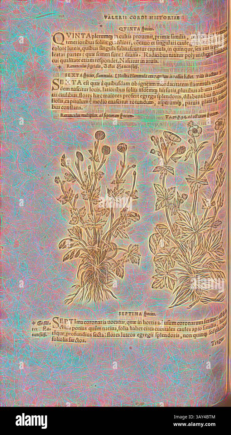 Eine detaillierte botanische Illustration mit zwei Pflanzen, jede mit lateinischen Namen und Beschreibungen gekennzeichnet. Das komplizierte Design hebt die Blätter und Blüten hervor, ergänzt durch Textbeschriftungen, die Einblicke in die Eigenschaften und Verwendungen der Pflanzen geben. Der Hintergrund hat ein lebhaftes, strukturiertes Muster, das den natürlichen Motiven einen künstlerischen Flair verleiht., Ranunkulus multiplex, Ranunkulus, Illustration zweier Butterblumenfüße aus dem 16. Jahrhundert, Abb. 65, S. 120v, 1561, Valerius Cordus, Konrad Gessner, Benedictus Aretius, Pedanius Dioscorides: in hoc volumine Continentur Valerii Cordi Stockfoto