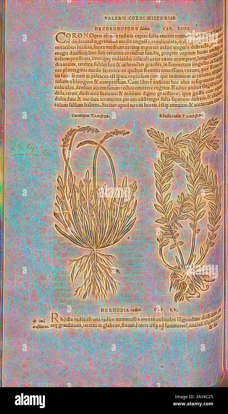 Eine komplizierte illustrierte Darstellung zweier Pflanzenarten, begleitet von ausführlichen Texten, die ihre Beschreibungen und Klassifizierungen enthalten. Die Illustration kombiniert natürliche Elemente mit botanischen Anmerkungen und zeigt die Kunstfertigkeit historischer botanischer Studien. Coronopus, Rhodia radix, Illustration eines Krähenfüßlers und einer Pflanze, die als Rosenwurzel aus dem 16. Jahrhundert bekannt ist, Abb. 97, S. 137v, 1561, Valerius Cordus, Konrad Gessner, Benedictus Aretius, Pedanius Dioscorides: in hoc volumine Continentur Valerii Cordi Simesusii annotationes in Pedacii Dioscoridis Anazarbei de medica materia Stockfoto