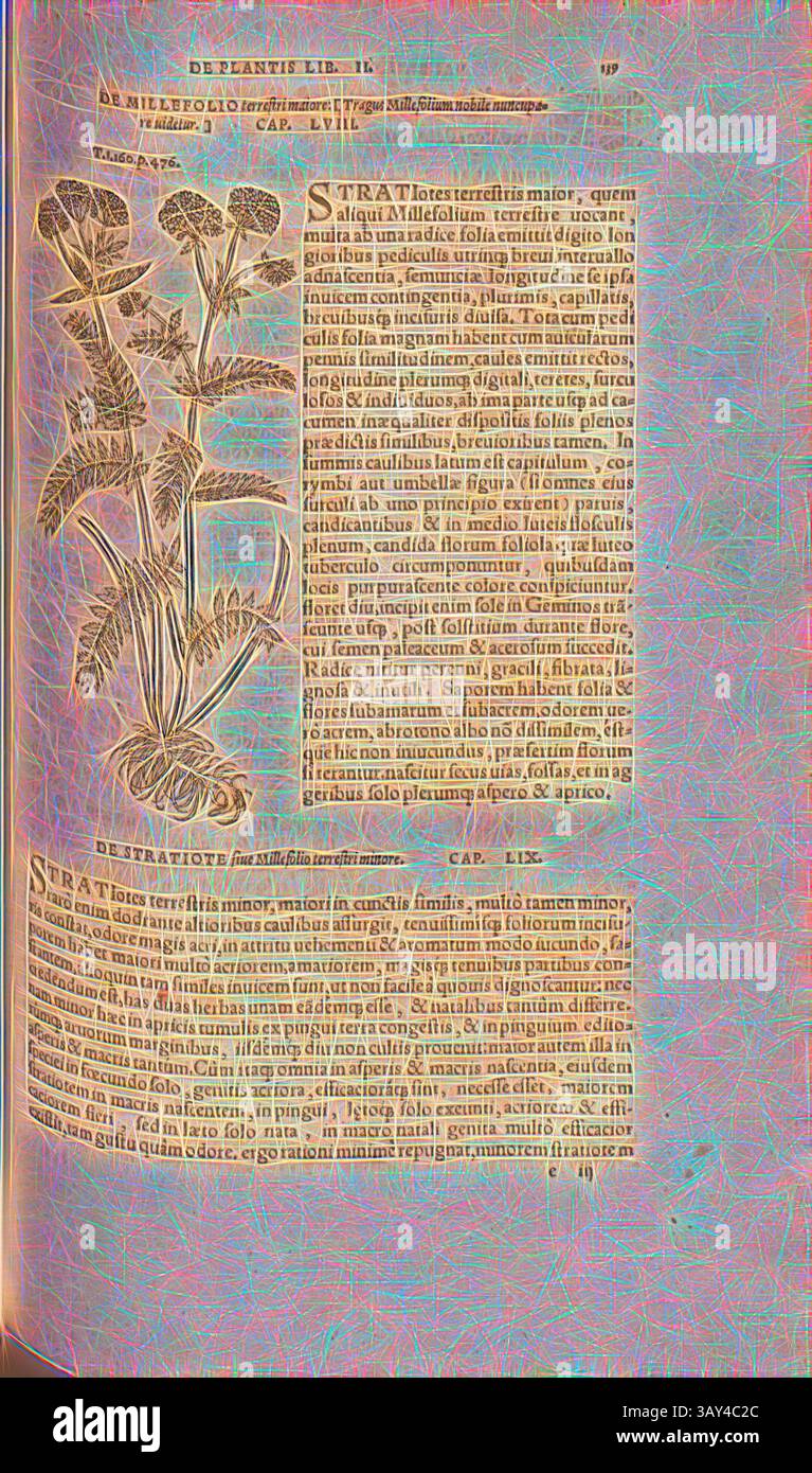 Eine komplizierte Illustration einer blühenden Pflanze, begleitet von einer detaillierten Beschreibung ihrer botanischen Eigenschaften, einschließlich ihrer Schichtung und Bestimmung, präsentiert in einem kunstvollen Stil., Greater Millefolium terrestris, Illustration einer Schafgarbe aus dem 16. Jahrhundert, Abb. 100, S. 139r, 1561, Valerius Cordus, Konrad Gessner, Benedictus Aretius, Pedanius Dioscorides: in hoc volumine Continentur Valerii Cordi Simesusii annotationes in Pedacii Dioscoridis Anazarbei de medica materia libros V. [...]. Argentorati: Excudebat Josias Rihelius 1561, Klassische Kunst mit einem modernen Twist neu interpretiert Stockfoto