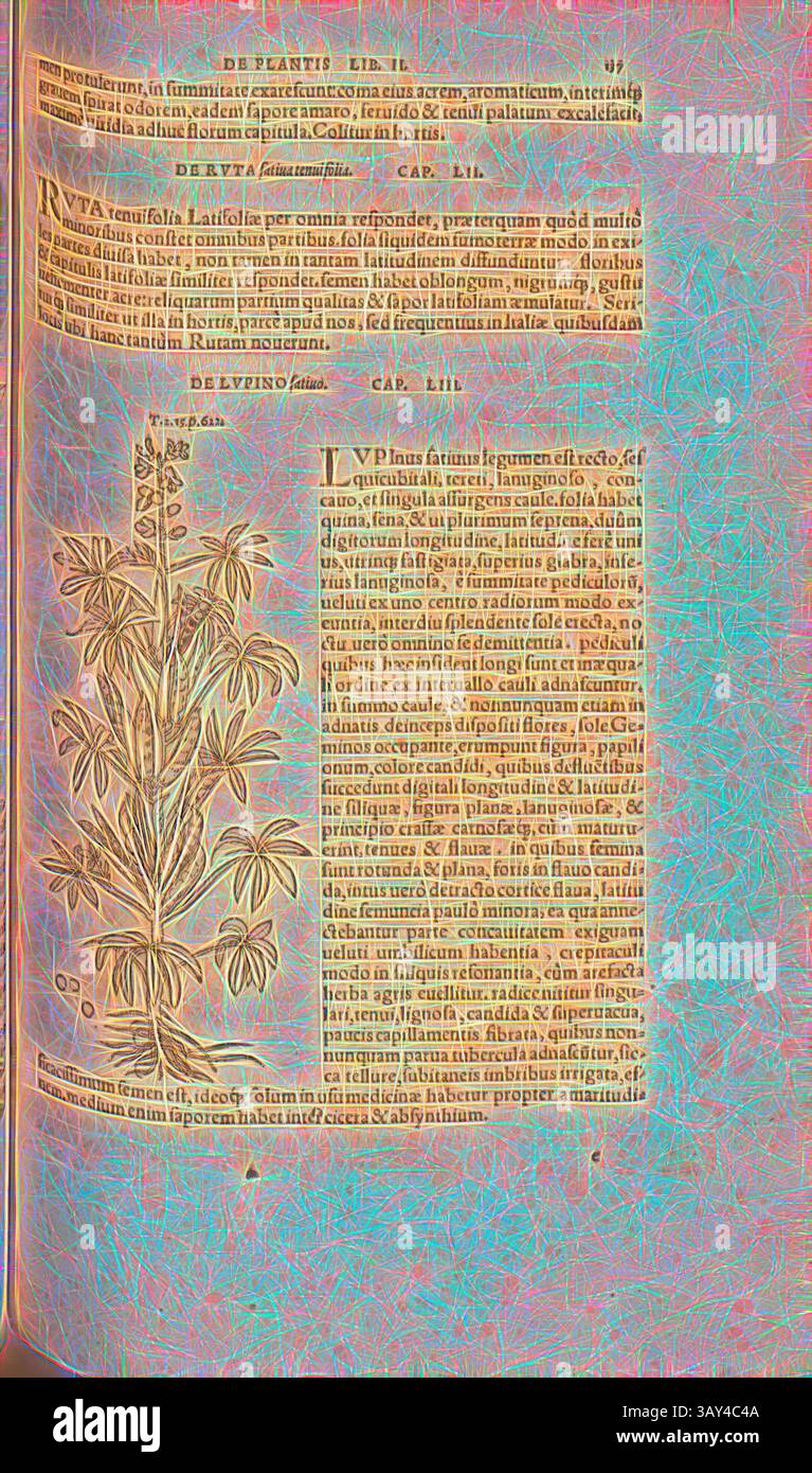 Eine detailreiche Seite aus einem antiken Text zeigt neben einer reich verzierten Schrift botanische Illustrationen, die die Mischung von Kunst und Wissenschaft in der historischen Literatur zeigen. Das elegante Design unterstreicht die Bedeutung der Natur in der Wissenschaft., Lupinus fativus, Illustration einer Lupine aus dem 16. Jahrhundert, Abb. 96, S. 137r, 1561, Valerius Cordus, Konrad Gessner, Benedictus Aretius, Pedanius Dioscorides: in hoc volumine Continentur Valerii Cordi Simesusii annotationes in Pedacii Dioscoridis Anazarbei de medica materia libros V. [...]. Argentorati: Excudebat Josias Rihelius 1561 Stockfoto