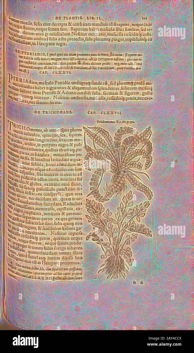 Eine antike Seite mit komplizierten Illustrationen von Pflanzen, begleitet von ausführlichem Text in einer klassischen Schrift, die botanische Studien und ihre Verwendung zeigt. Das Layout betont die Schönheit der Flora neben den schriftlichen Beschreibungen., Trichomane, Illustration eines gestreiften Farns aus dem 16. Jahrhundert, Abb. 154, S. 170r, 1561, Valerius Cordus, Konrad Gessner, Benedictus Aretius, Pedanius Dioscorides: in hoc volumine Continentur Valerii Cordi Simesusii annotationes in Pedacii Dioscoridis Anazarbei de medica materia libros V. [...]. Argentorati: Excudebat Josias Rihelius 1561, Klassische Kunst Stockfoto