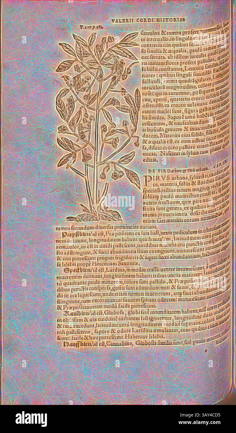 Eine komplizierte Darstellung einer Pflanze wird von detaillierten Texten begleitet, die historische und botanische Informationen liefern. Die zarten Linien der Zeichnung heben die Merkmale der Pflanze hervor, während der Text ihre Bedeutung erforscht und im Laufe der Geschichte verwendet., Anonym, Illustration eines Strauches aus dem 16. Jahrhundert, Abb. 166, S. 176v, 1561, Valerius Cordus, Konrad Gessner, Benedictus Aretius, Pedanius Dioscorides: in hoc volumine Continentur Valerii Cordi Simesusii annotationes in Pedacii Dioscoridis Anazarbei de medica materia libros V. [...]. Argentorati: Excudebat Josias Rihelius 1561 Stockfoto