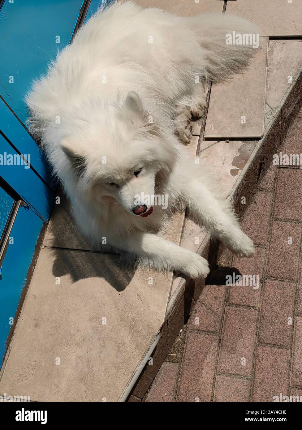 Sunny Guardian: Samoyed by the Blue Door Stockfoto