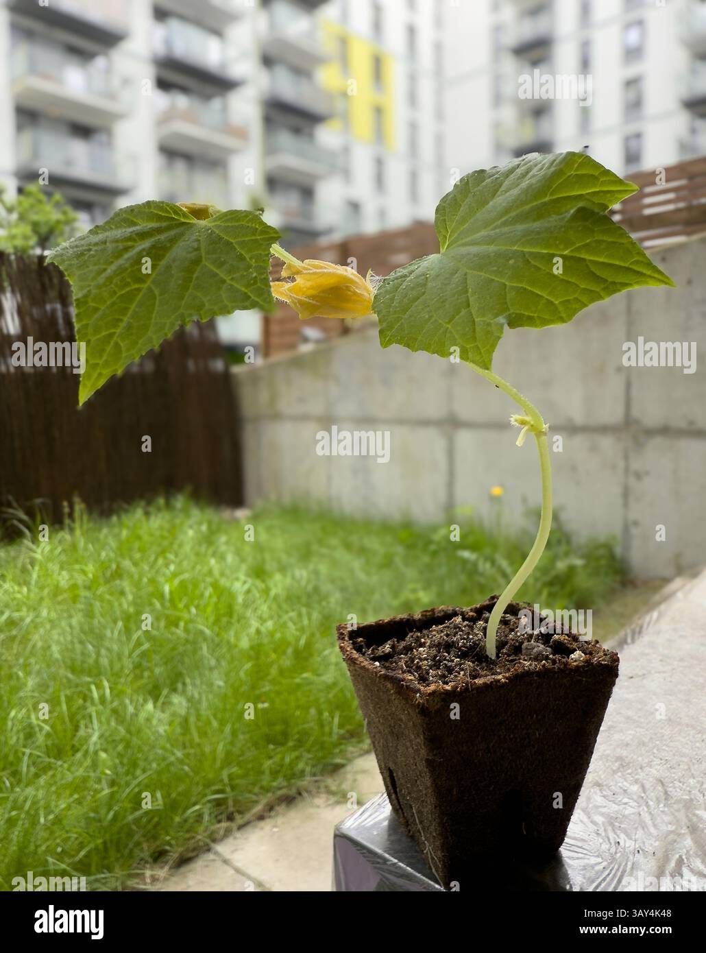 Junge Gurkenpflanze im biologisch abbaubaren Topf. Urbanes Mikrogartenkonzept, umweltfreundliches Anpflanzen, hausgemachtes Gemüse, ökologischer Landbau - Smartphone-aufgenommenes Stockfoto