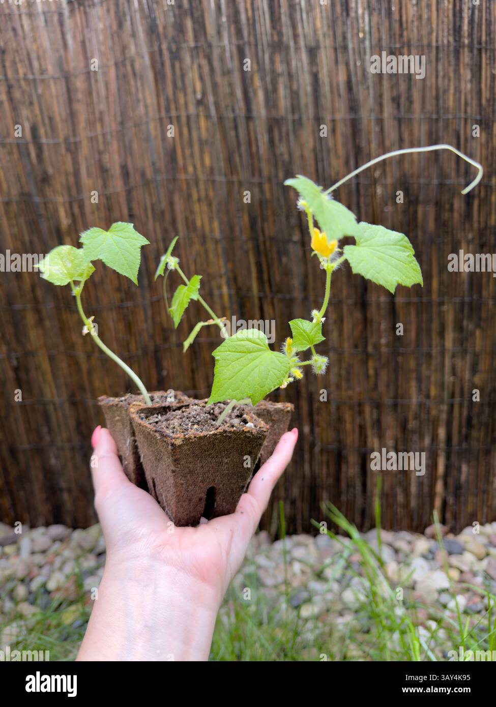 Hand hält junge Gurkenpflanze in biologisch abbaubarem Topf vor Holzzaun Hintergrund. Urbanes Mikrogartenkonzept, umweltfreundliches Pflanzen - Smartphone-aufgenommenes Stockfoto