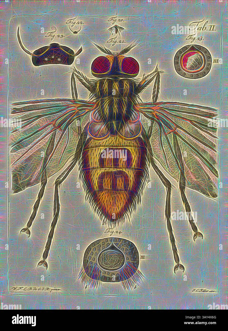 Eine detaillierte Illustration einer Fliege, die ihre anatomischen Merkmale mit leuchtenden Farben und komplizierten Mustern hervorhebt, begleitet von beschrifteten Diagrammen für weitere Untersuchungen., Borige Fly, Abb. 20: Borfliege, Abb. 21: Dieselbe Vergrößerung, Abb. 22: Die hornartige Kopfschale einer Wespe in ihrer natürlichen Größe, Abb. 23: Dieselbe Vergrößerung, Abb. 24: Eines der drei Augen auf dem Hinterkopf, eine Hummel, Abb. 25: So ein Auge, nachdem die Hummel vom Kopf genommen wurde, signiert: WFLB de G. d., R. pinx, J. C. Keller exc, Tab. II, S. 32, Gleichen-Russwurm, Wilhelm Friedrich (pinx.); Keller, Johann Christoph Stockfoto