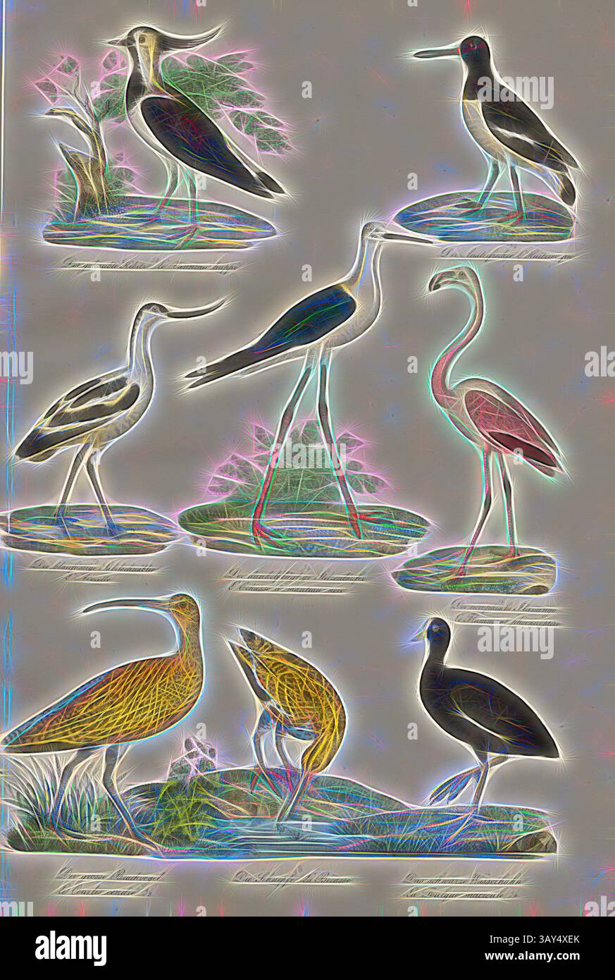Eine Sammlung eleganter Watvögel, die jeweils mit einem eigenen Gefieder und einer bestimmten Haltung dargestellt sind, umgeben von subtilen Naturelementen. Zu den hier vorgestellten Arten gehören Reiher, Störche und andere Ufervögel, die ihre Anmut und Schönheit in einer ruhigen Umgebung hervorheben. Vögel: Pflöcke, Austernfänger, Laubvögel, Flamingos, Snipe Birds, Wale, 1. Das Kibitz mit Kapuze, 2. Der Austernfänger, 3. Der blaufüßige avocet, 4. Der dunkelgeflügelte Stelz, 5. Der Europäische Flamingo, 6. Der große Brachgang, 7. Der Snipe, 8. Der Schwarze Coot, Platte VII, Heinrich Rudolf Schinz: Abbildungen aus der Naturgeschichte. Zürich: Bei Friedrich Stockfoto