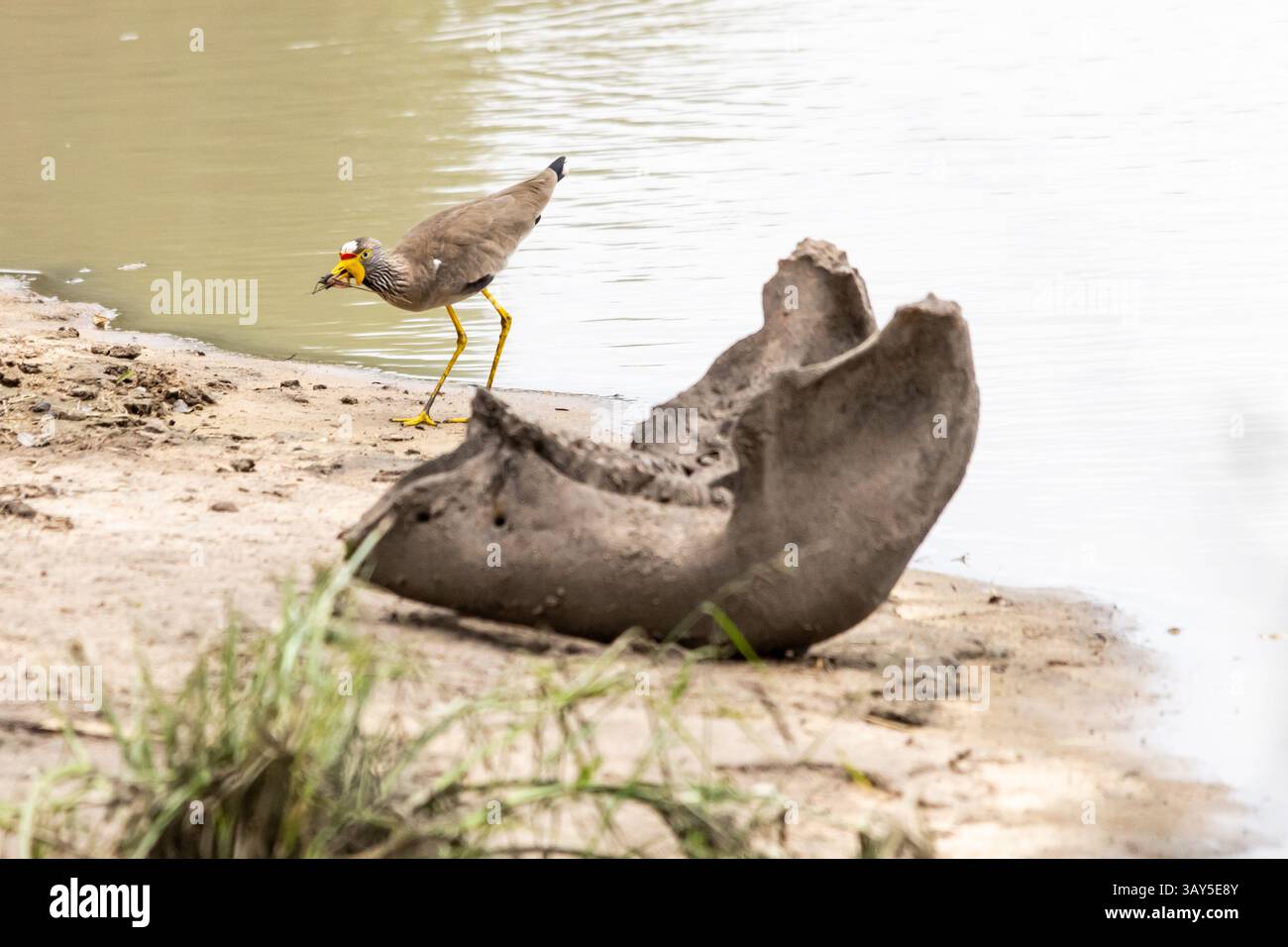 Ein Unterkieferknochen eines alten Schädels am Rand eines Wasserpools, mit einem afrikanischen Wattling, der im Hintergrund jagt Stockfoto