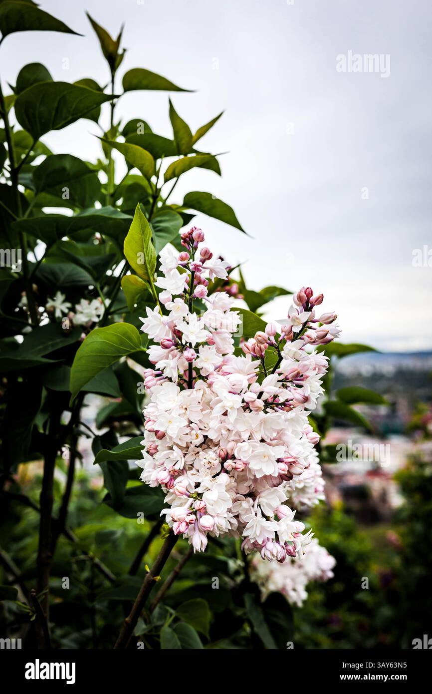 Blühende blassrosa Fliederblüten mit grünen Blättern an einem bewölkten Frühlingstag. Sanfte Pastelltöne und natürliches Licht sorgen für eine ruhige, romantische und erfrischende Atmosphäre Stockfoto