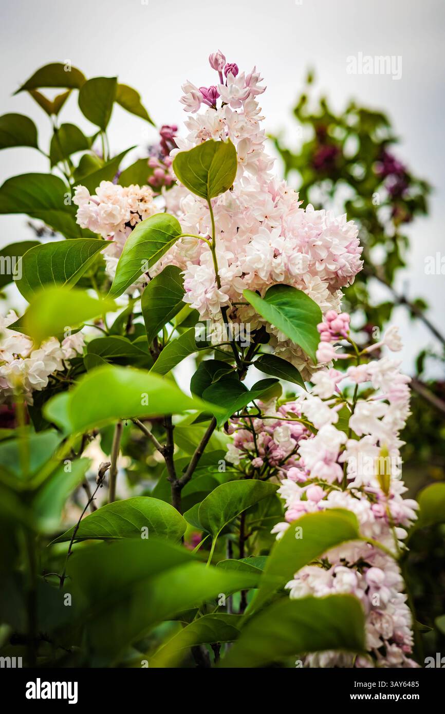 Blühende blassrosa Fliederblüten mit grünen Blättern an einem bewölkten Frühlingstag. Sanfte Pastelltöne und natürliches Licht sorgen für eine ruhige, romantische und erfrischende Atmosphäre Stockfoto