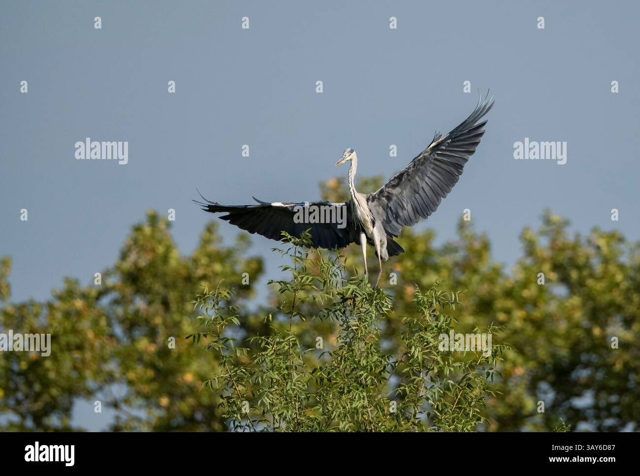 Vogel im Flug. Grauer Reiher mit seiner Schönheit, der seinen hohen Hals mit gelbem Schnabel und großen grauen Flügeln zeigt Stockfoto
